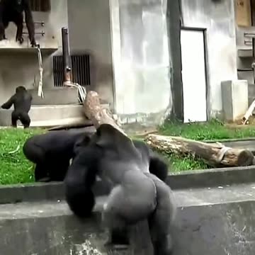 Funny Monkeys make me Happy