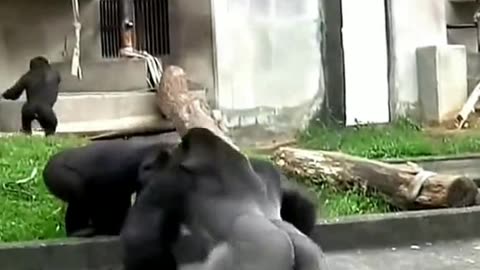 Funny Monkeys make me Happy