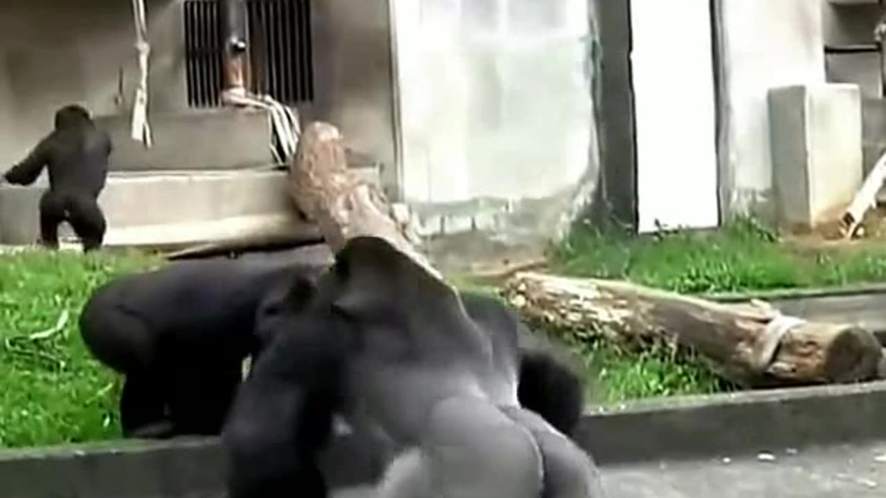 Funny Monkeys make me Happy