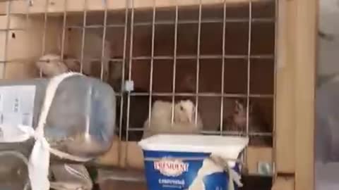 Lots of Cats in the Kitchen Waiting for Food