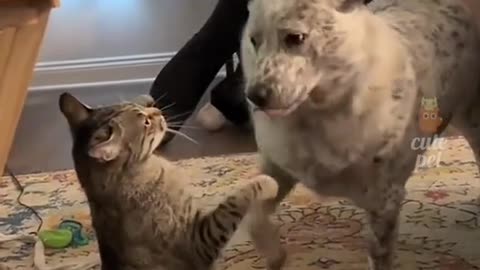 Funny animal videos