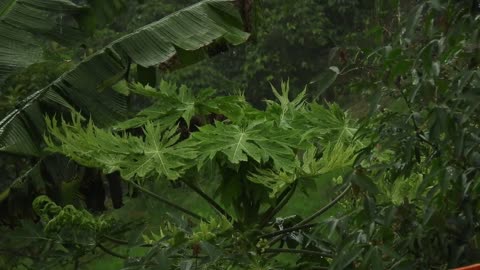 Relaxing video of Raining