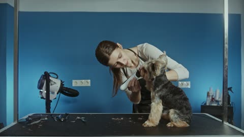 A Professional Grooming a Dog, best Grooming a Dog