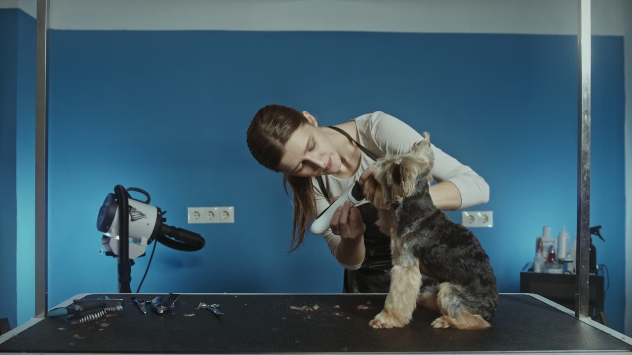 A Professional Grooming a Dog, best Grooming a Dog