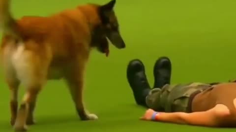 Dog lover