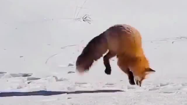 Diving In Snow For Meal