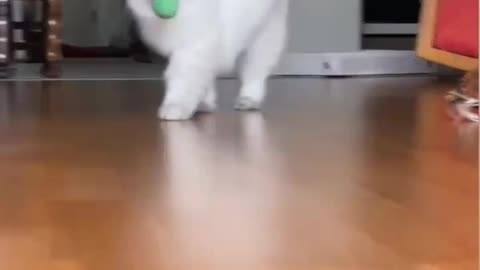 FUNNY CAT 😺🤣 EATING THE MOUSE
