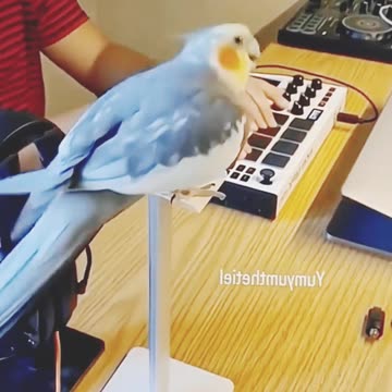 Funny bird | Funny dog | Funny cat | very interasting