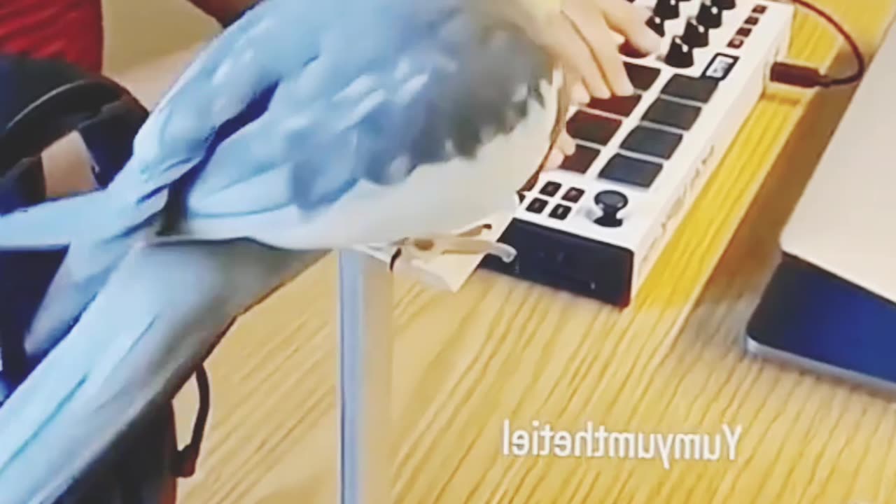 Funny bird | Funny dog | Funny cat | very interasting