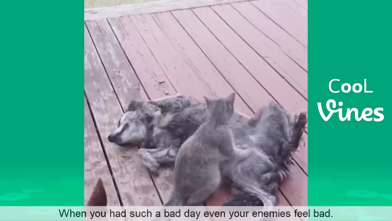 Try Not To Laugh Challenge - Funny Cat & Dog Videos