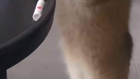 The Cat Was Confused With This Technology