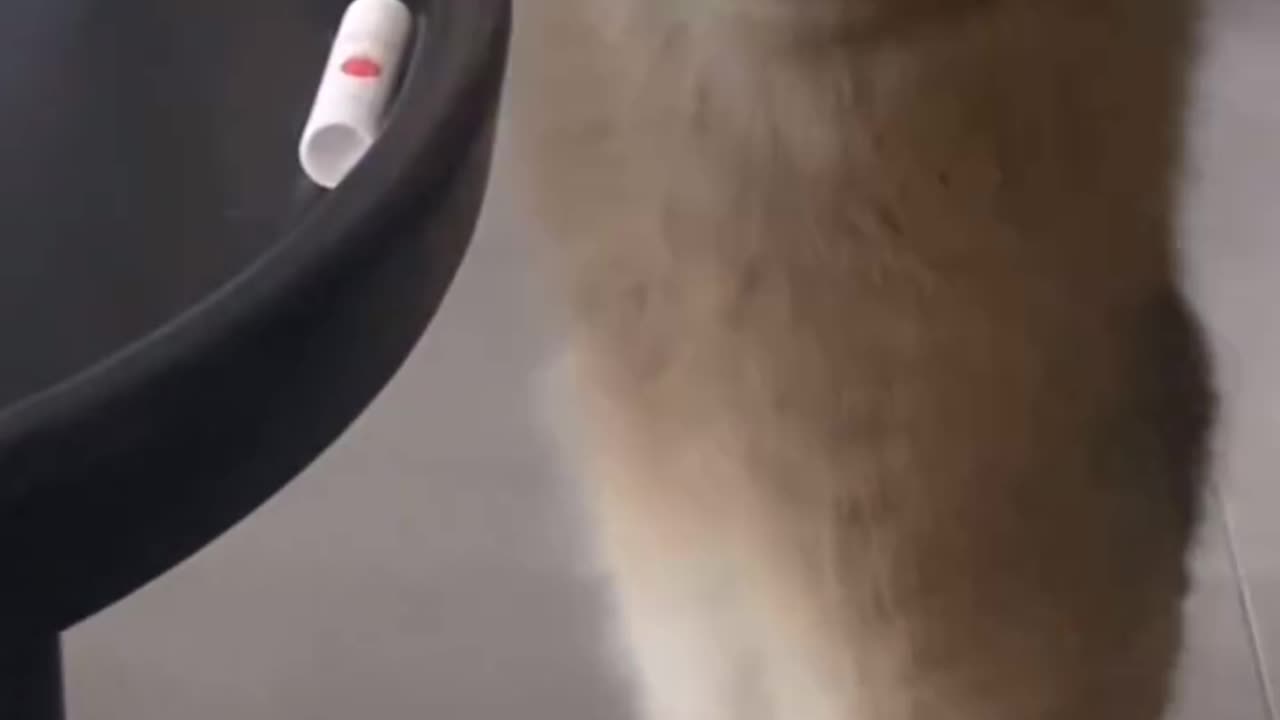 The Cat Was Confused With This Technology