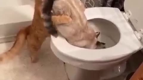 Quarrelsome cats