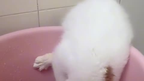 Cute cats