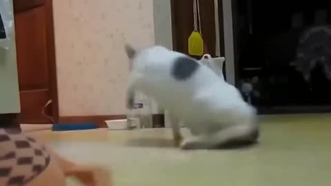 Funny Cat videos
