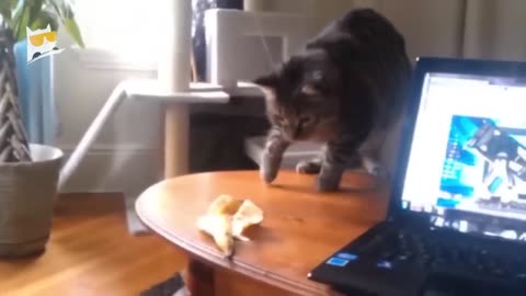 1 Hour of Funniest Animals 2023 - Funniest Cats and Dogs 😹🐶
