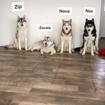 Huskies participate in epic 'treat race' contest