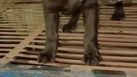 Labrador puppy