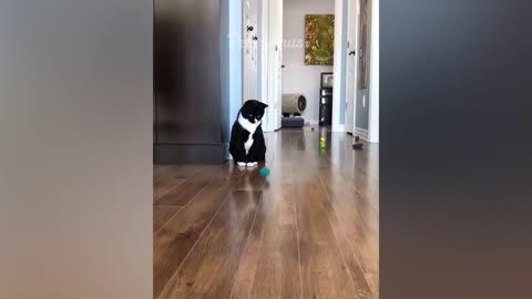 funny animals 😍 Funniest cat and dog videos --3--