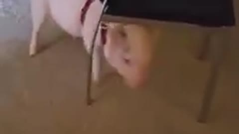 Oliver The Piggy Has The Zoomies!