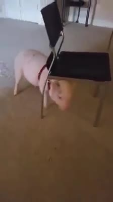 Oliver The Piggy Has The Zoomies!