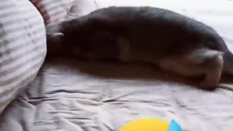 Dogs can really make your day😂😂