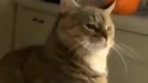 Funny animal complication