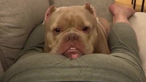 Pitbull was shocked :))