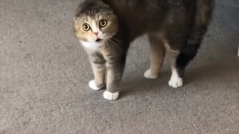 FUNNIEST CATS 😂 | PART 2