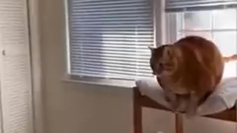 Funny video
