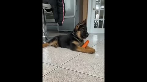 Funny Animal