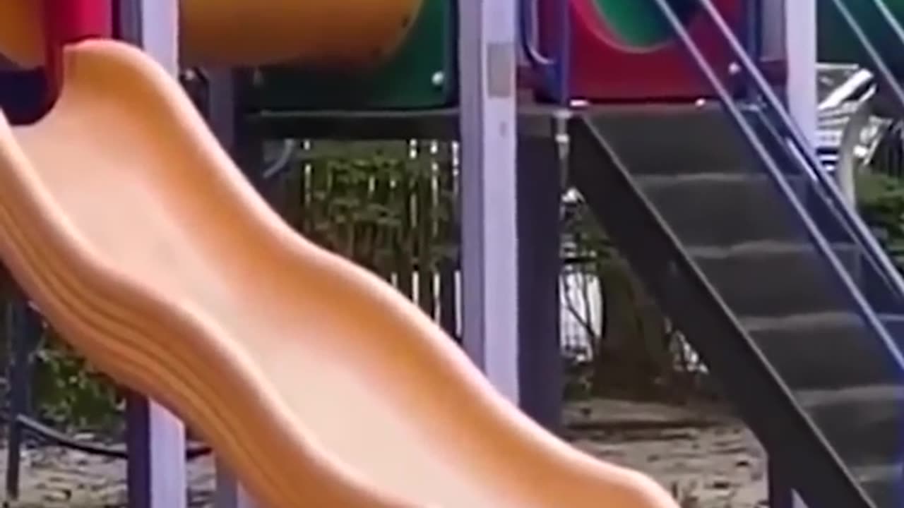 Funny Animals Video