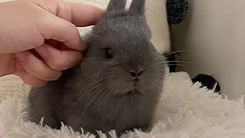 A lovely little animal