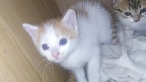 Cute baby kittens