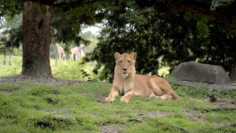 Lioness Resting at Zoo, Close Up, Slow Motion Lions Captivity