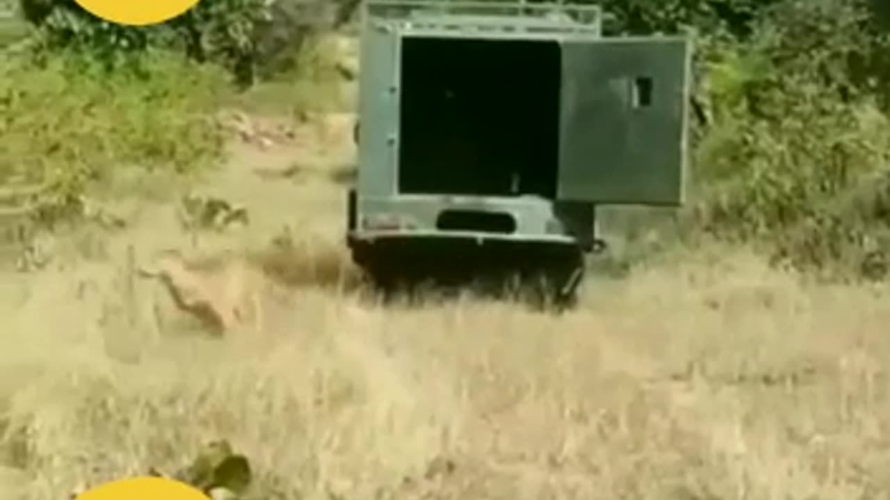 Leapord in jungle do free