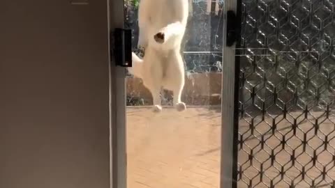 A jumping dog.