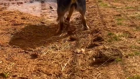 Smart dog