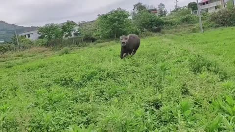 If he wasn't bound by a cow rope, he would feel like a wild horse