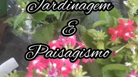 Mensagem das Flores