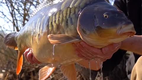 Chris Catching a Scaly Mirror 🤩