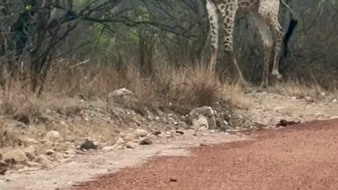 My View Today - Wildlife Encounter Giraffe