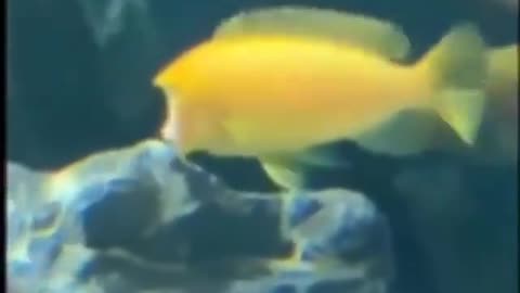 This is a beautiful and charming water-dwelling species