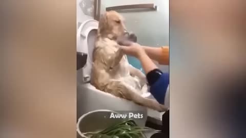 Funny cat things