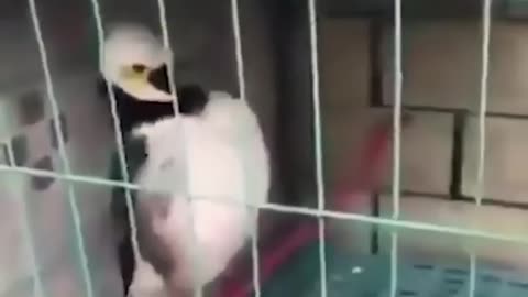 🤣Funniest animal video of 2024🐈🤣