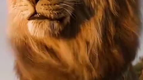 Tiger vs lion video animals video