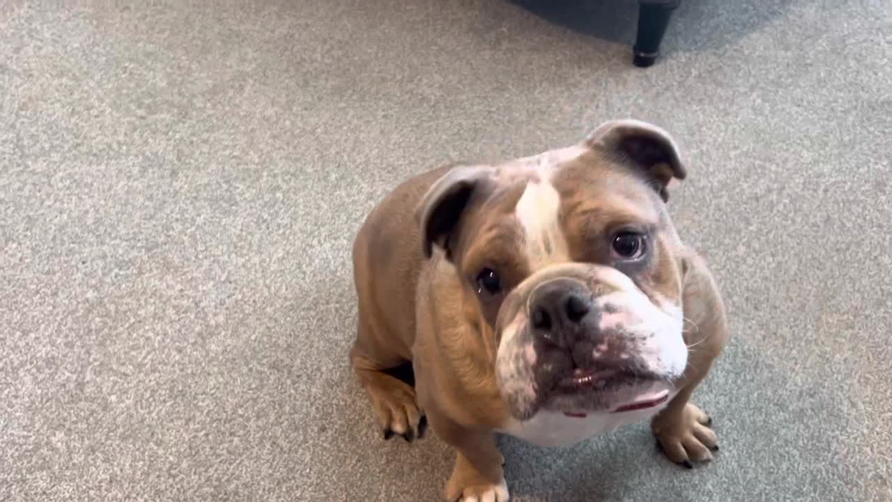 Dexter showing off his tricks
