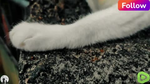 cute cat