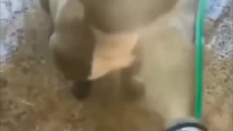 Funny videos