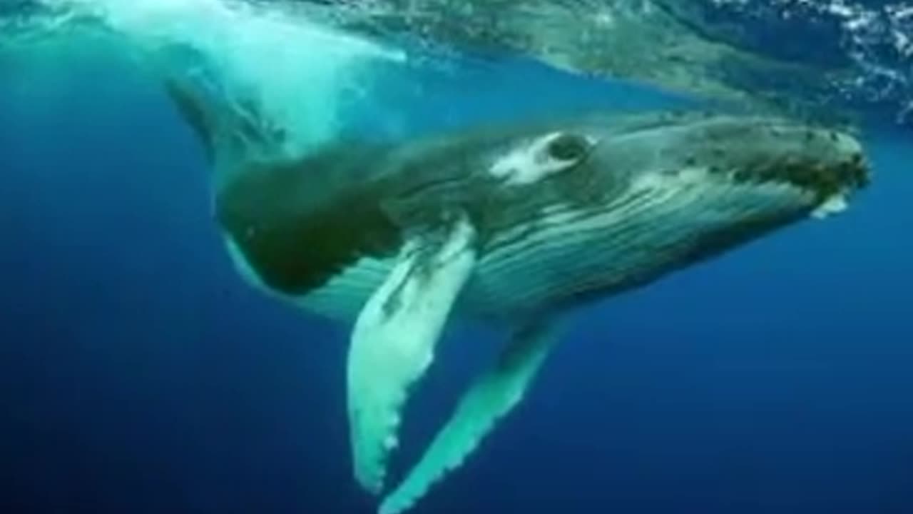 Deep dive: What we are learning from the language of whales
